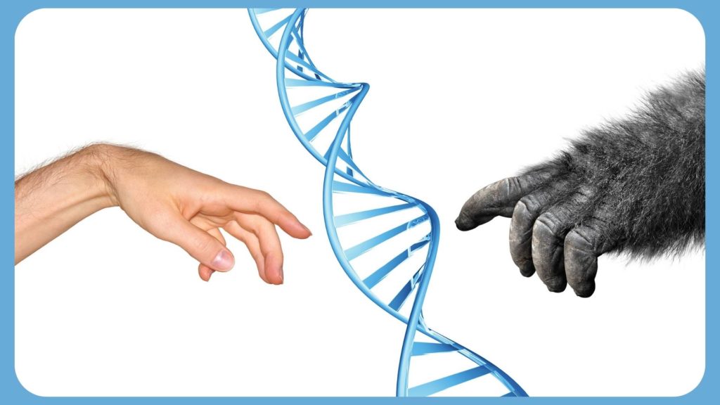 A human hand and an ape hand with a blue strand of DNA.