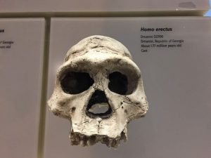Homo erectus fossil