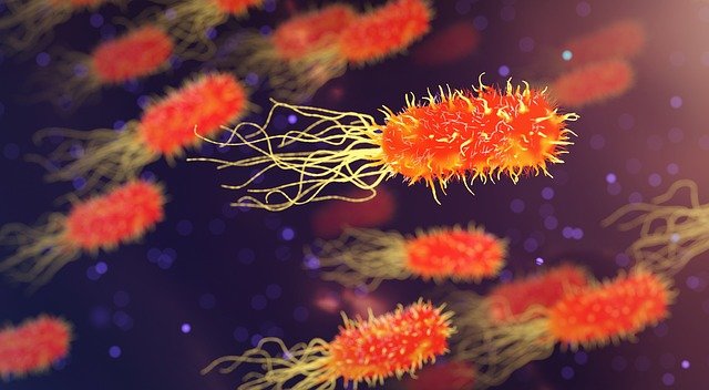 Red and orange bacteria