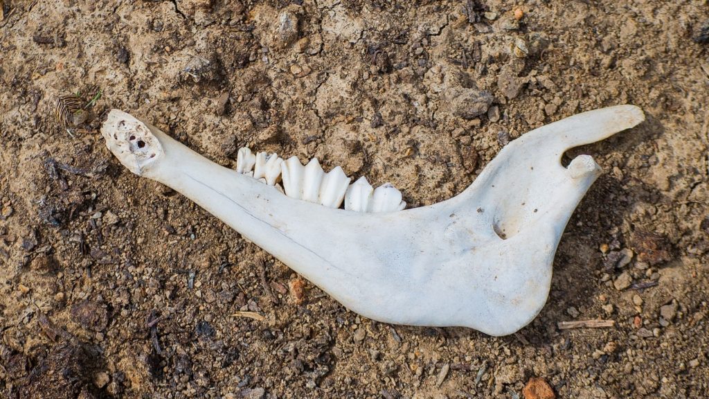 A jaw bone.