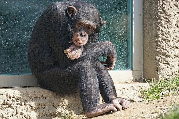 Evolution. Image of a chimpanzee sitting down on a small ledge.