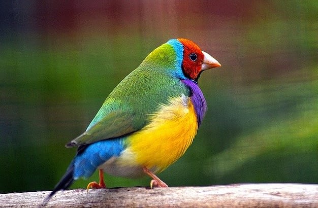 Charles Darwin. Image of a colorful finch bird.