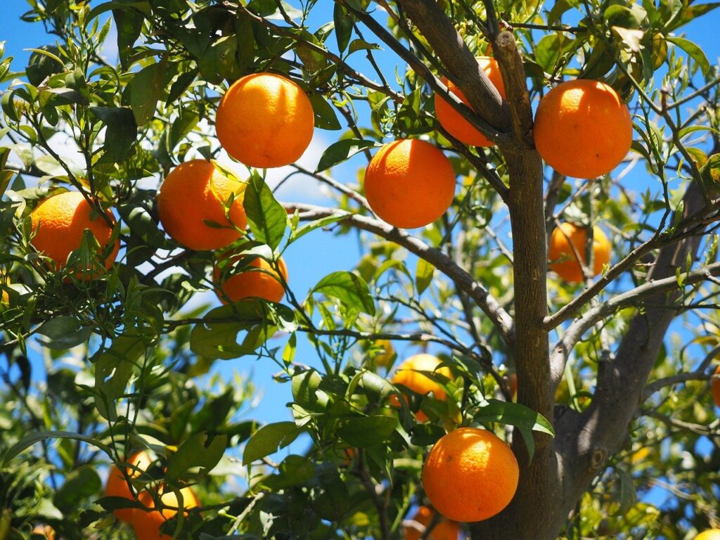 An orange tree with several bright ripe oranges.