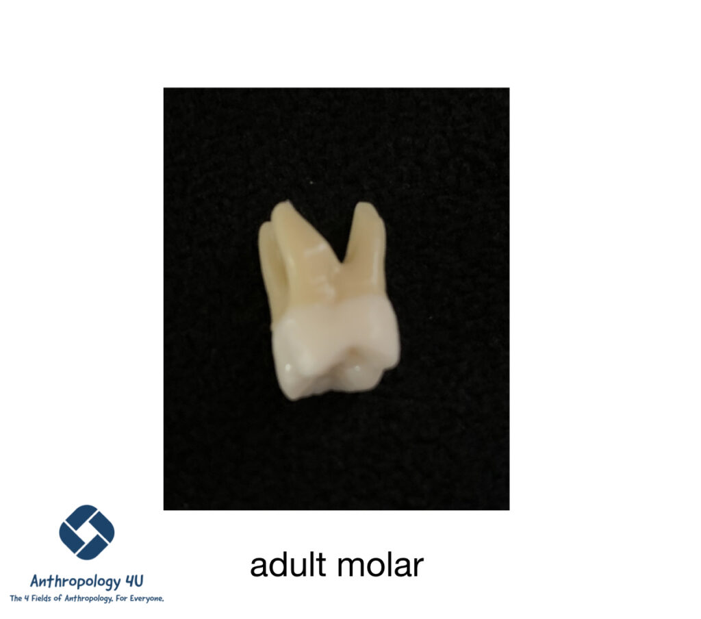 Forensic Anthropology & Teeth. Image of an adult molar tooth.