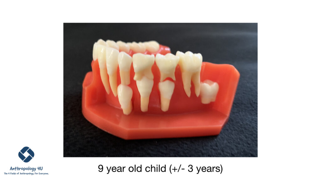 Image of a set of fake children's teeth. The gum is removed so that you can see the teeth forming below the gum line.