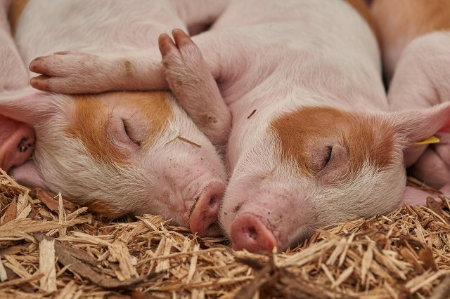 Two pink piglets sleeping cuddled up next to each other.