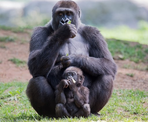 Physical Anthropology. Image of a gorilla mother and baby.